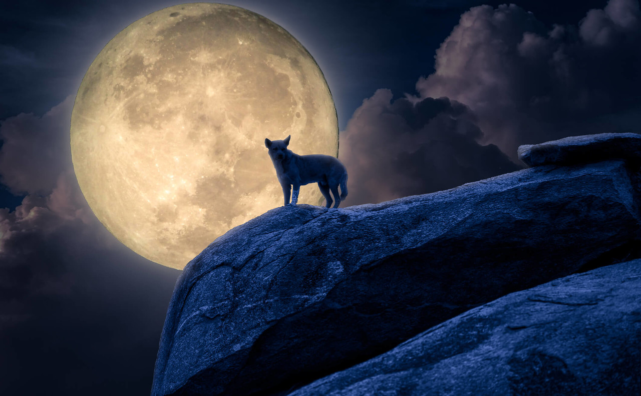 Wolf howling on the moon